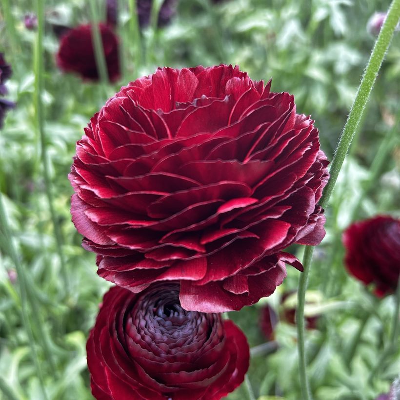 Ranunculus asiaticus Romance Perigord - Perzische ranonkel (Bloei)