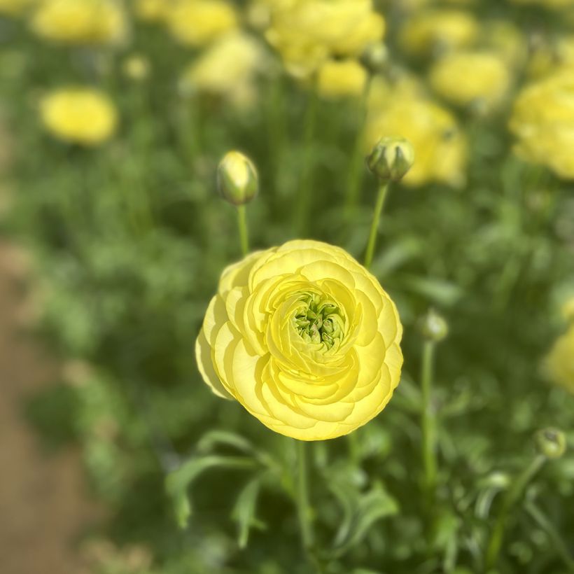 Ranunculus asiaticus Romance Quimper - Perzische ranonkel (Bloei)