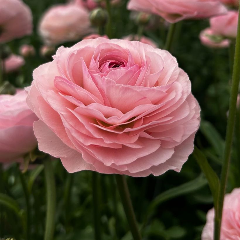 Ranunculus asiaticus Romance Seine - Perzische ranonkel (Bloei)