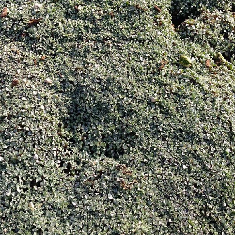 Raoulia australis - Zilverkussen (Groeiplaats)