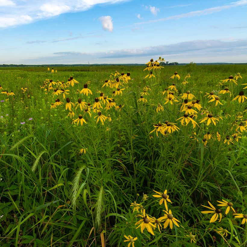 Ratibida pinnata - Prairiekegelbloem (Groeiplaats)