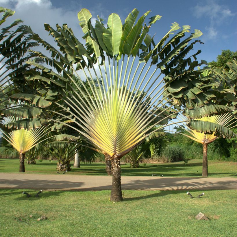 Ravenala madagascarensis (zaad) - Reuzenwaaierpalm (Groeiplaats)