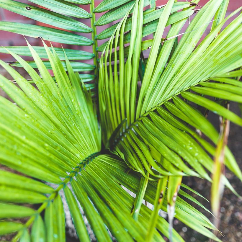 Ravenea rivularis - Majestueuze palm (Foliage)