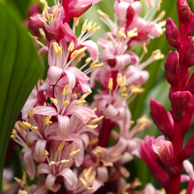 Reineckea carnea - Chinese lelietje-van-dalen (Bloei)