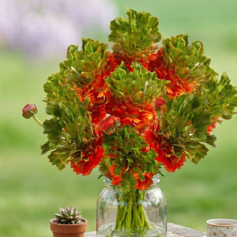 Ranunculus asiaticus Crown Nervion - Perzische ranonkel (Groeiplaats)