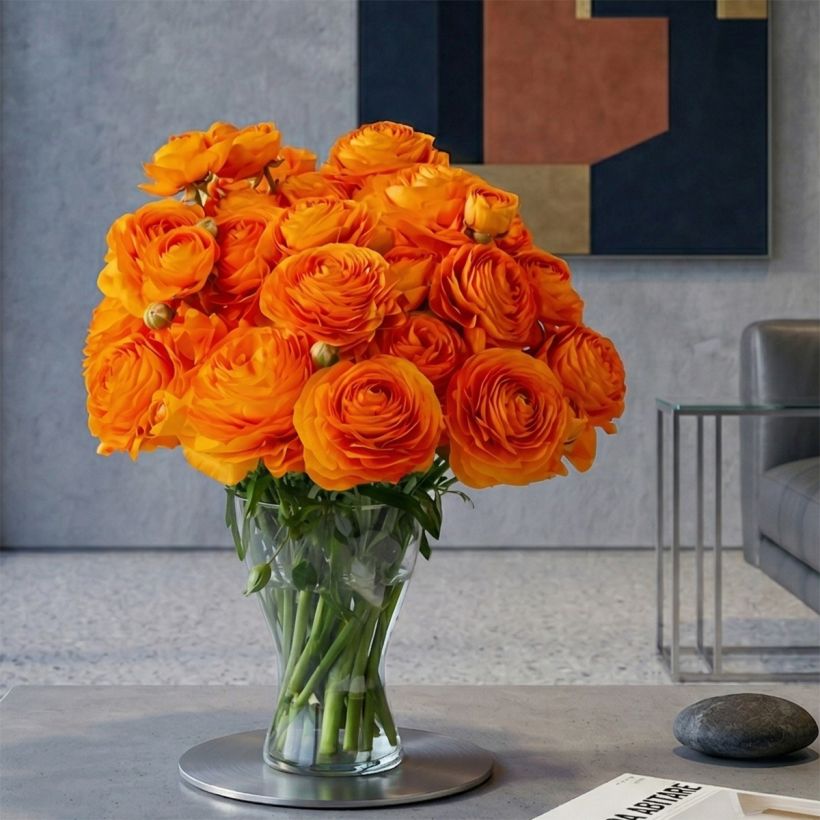 Ranunculus asiaticus Romance Digne - Perzische ranonkel (Groeiplaats)