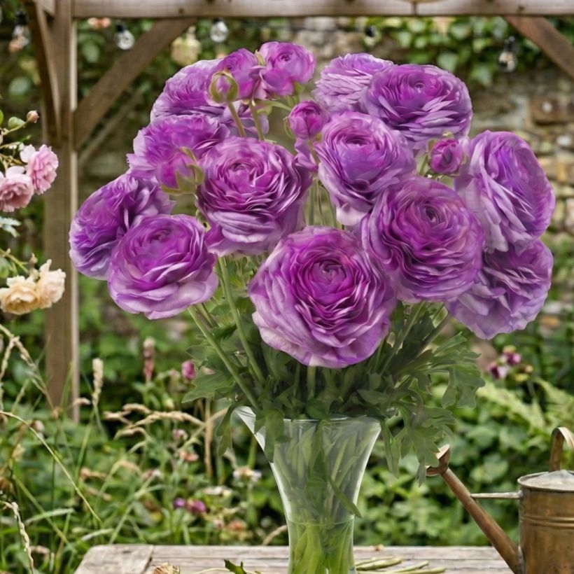 Ranunculus asiaticus Romance Loubeyres - Perzische ranonkel (Groeiplaats)