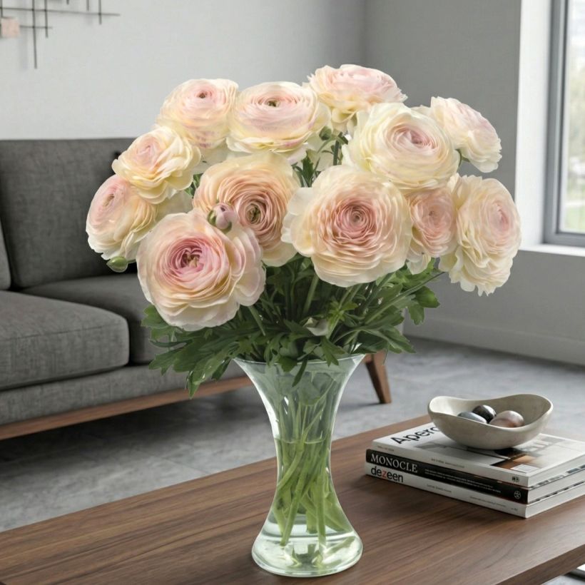 Ranunculus asiaticus Romance Maritime - Perzische ranonkel (Groeiplaats)