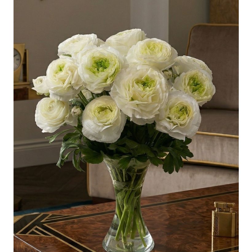 Ranunculus asiaticus Romance Montenvers - Perzische ranonkel (Groeiplaats)