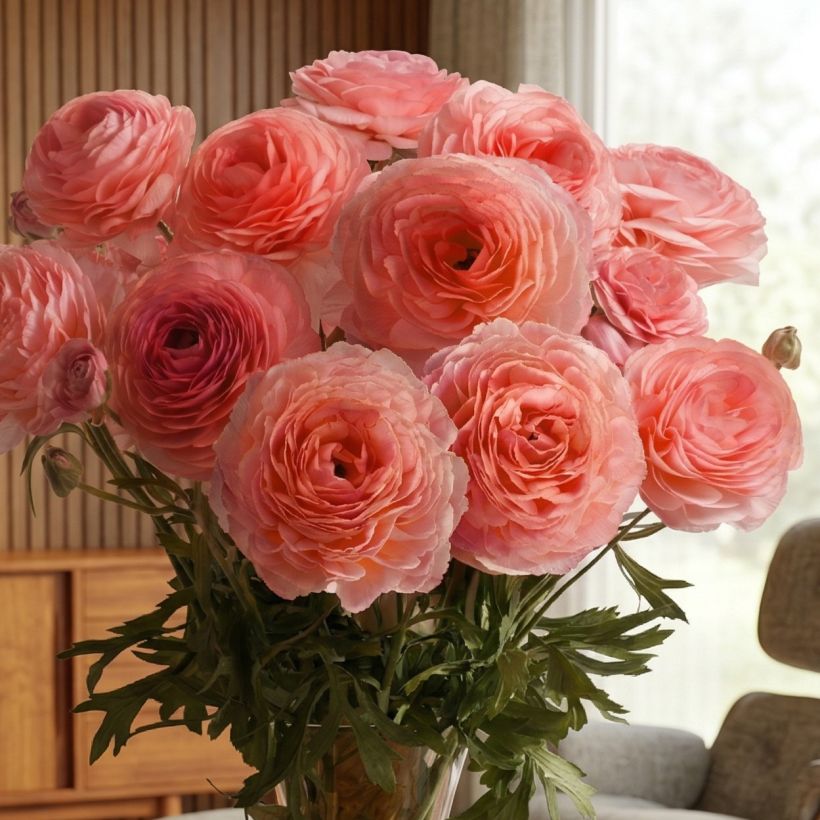 Ranunculus asiaticus Romance Nohant - Perzische ranonkel (Groeiplaats)