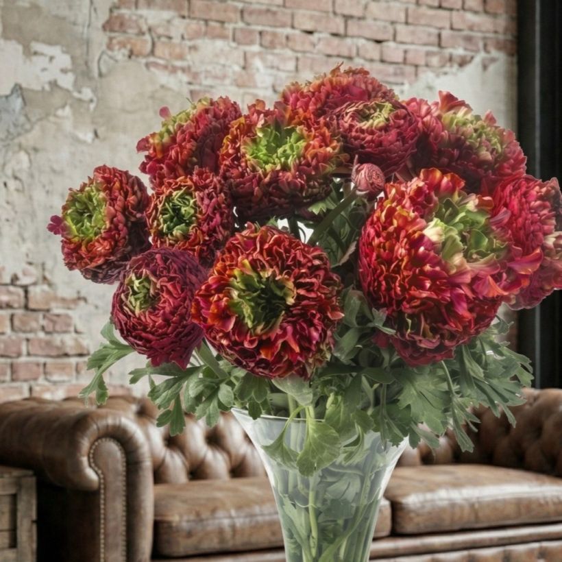 Ranunculus asiaticus Romance Odon - Perzische ranonkel (Groeiplaats)