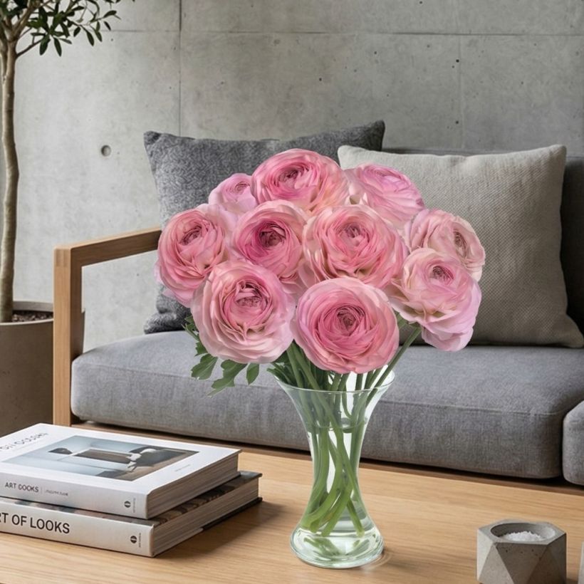 Ranunculus asiaticus Romance Seine - Perzische ranonkel (Groeiplaats)