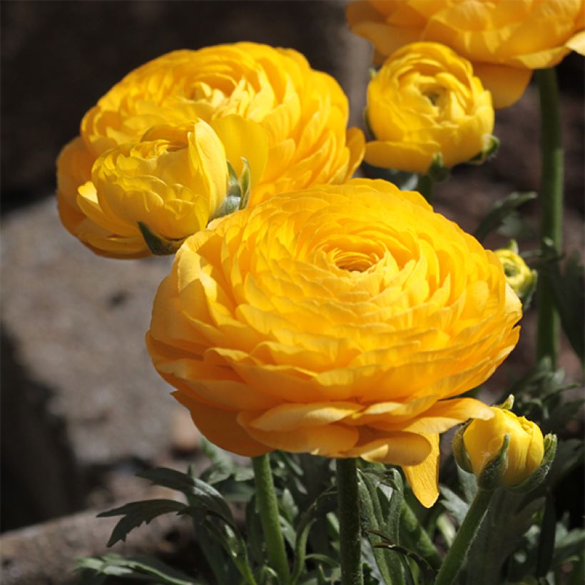 Ranunculus asiaticus Geel - Perzische ranonkel (Flowering)