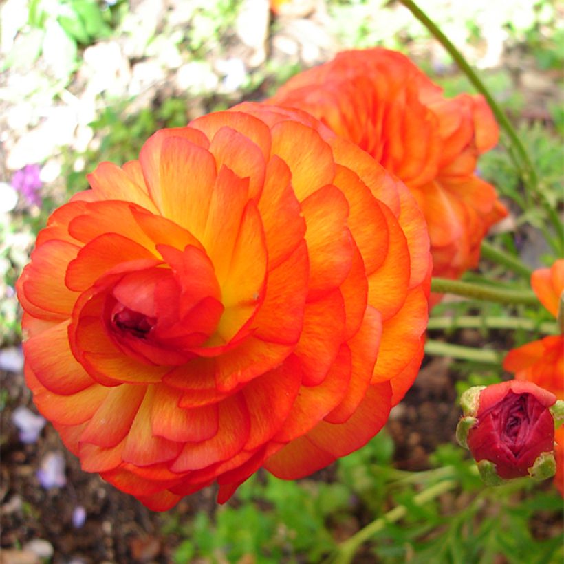 Ranunculus asiaticus Oranje - Perzische ranonkel (Bloei)