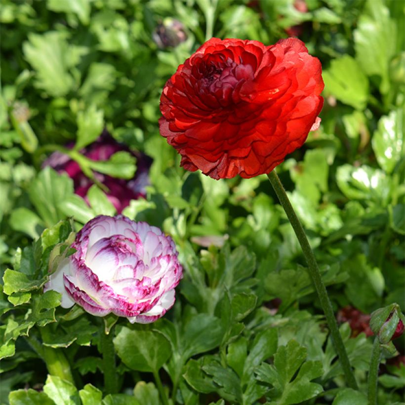 Ranunculus asiaticus Rood - Perzische ranonkel (Plant habit)