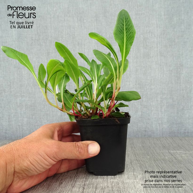Exemplaar van Persicaria affinis Darjeeling Red - Kruipduizendknoop Kweekpotje van 8/9 cm zoals geleverd in de zomer