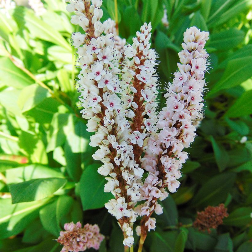 Persicaria affinis Donald Lowndes - Kruipduizendknoop (Flowering)