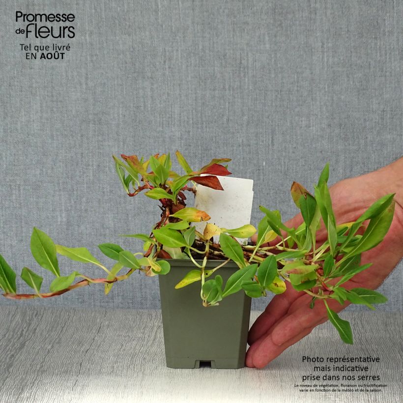Exemplaar van Persicaria affinis Donald Lowndes - Kruipduizendknoop Kweekpotje van 8/9 cm zoals geleverd in de zomer