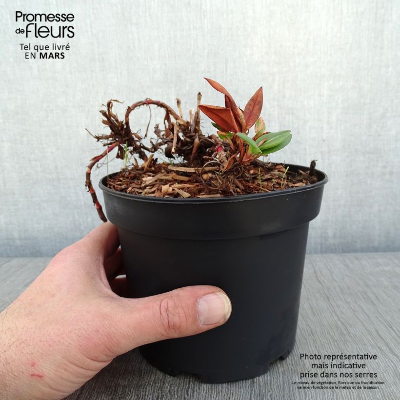 Example of Renouée - Persicaria affinis Donald Lowndes Pot van 2 l/3 l as you get in hiver
