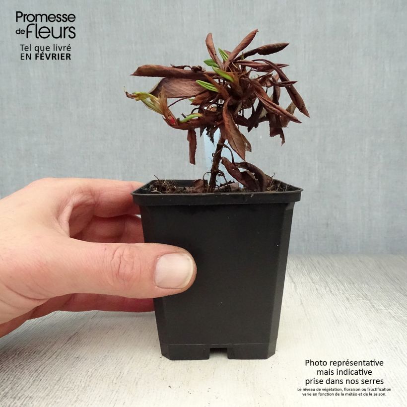 Example of Renouée - Persicaria affinis Kabouter Kweekpotje van 8/9 cm as you get in hiver