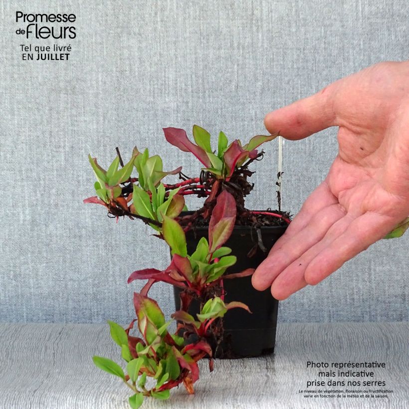 Exemplaar van Persicaria affinis Kabouter - Kruipduizendknoop Kweekpotje van 8/9 cm zoals geleverd in de zomer