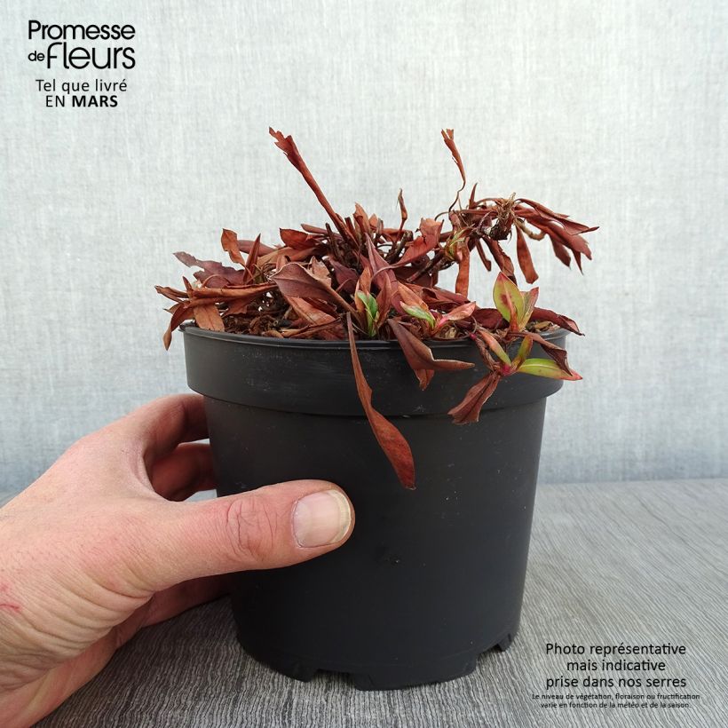Example of Renouée - Persicaria affinis Kabouter Pot van 2 l/3 l as you get in hiver