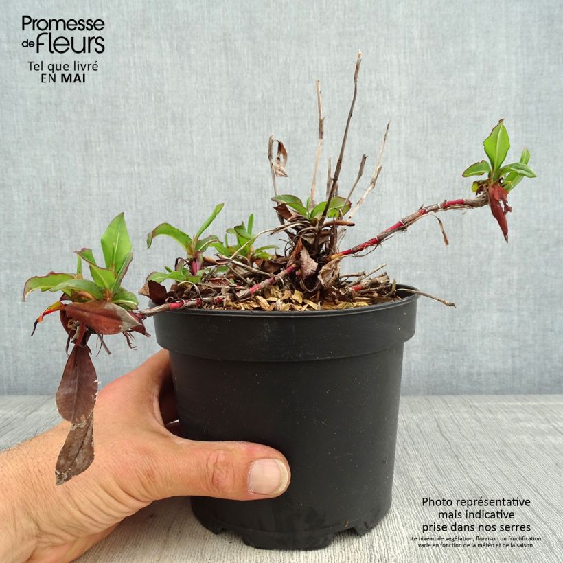 Exemplaar van Persicaria affinis Kabouter - Kruipduizendknoop Pot van 2 l/3 l zoals geleverd in de lente