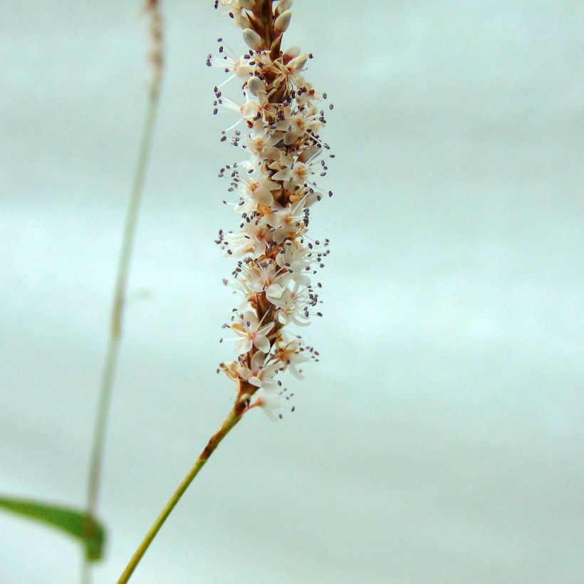 Persicaria amplexicaulis Alba - Duizendknoop (Flowering)