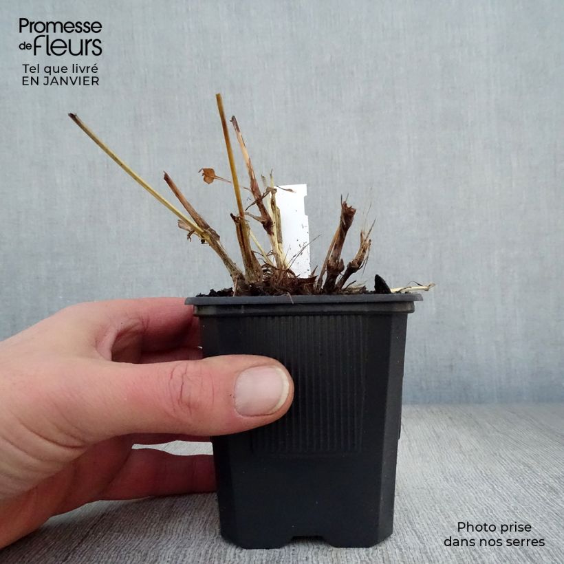 Example of Persicaria amplexicaulis Alba - Duizendknoop Kweekpotje van 8/9 cm as you get in hiver