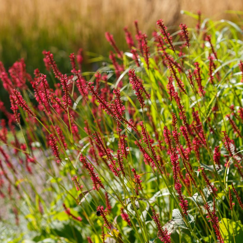 Persicaria amplexicaulis Bloody Mary - Duizendknoop (Plant habit)