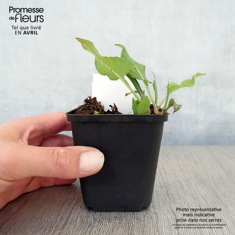 Exemplaar van Persicaria amplexicaulis - Duizendknoop Kweekpotje van 8/9 cm zoals geleverd in de lente