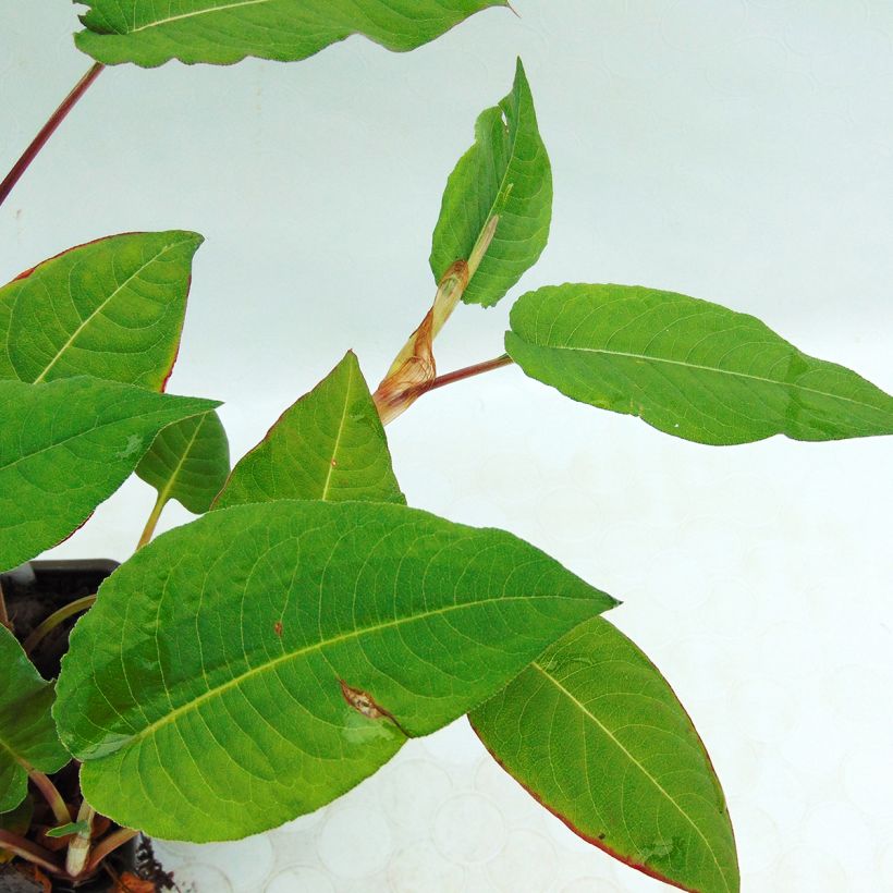 Persicaria amplexicaulis Fat Domino - Duizendknoop (Foliage)