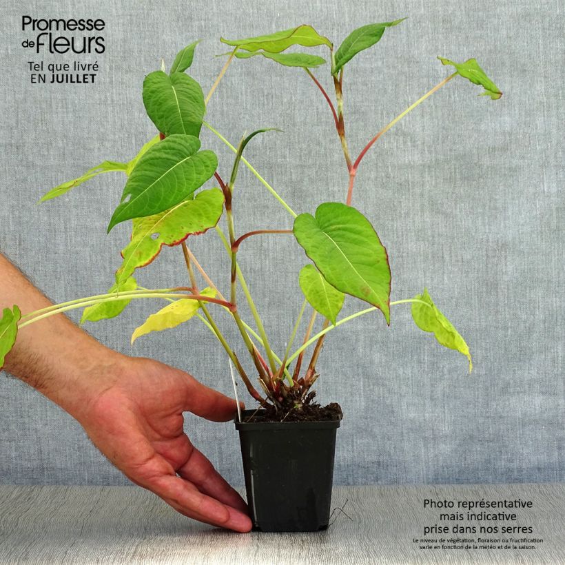 Exemplaar van Persicaria amplexicaulis Fat Domino - Duizendknoop Kweekpotje van 8/9 cm zoals geleverd in de zomer