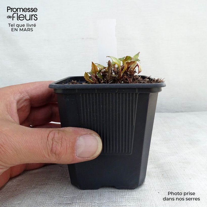 Example of Renouée - Persicaria amplexicaulis Golden Arrow Kweekpotje van 8/9 cm as you get in hiver