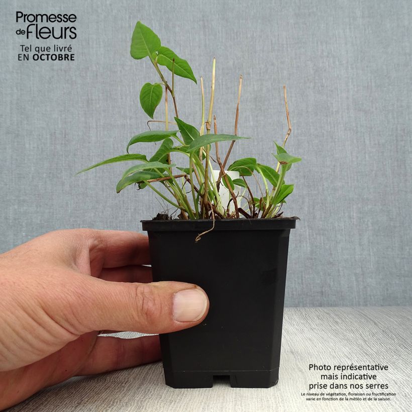 Exemplaar van Persicaria amplexicaulis Inverleith - Duizendknoop Kweekpotje van 8/9 cm zoals geleverd in de herfst