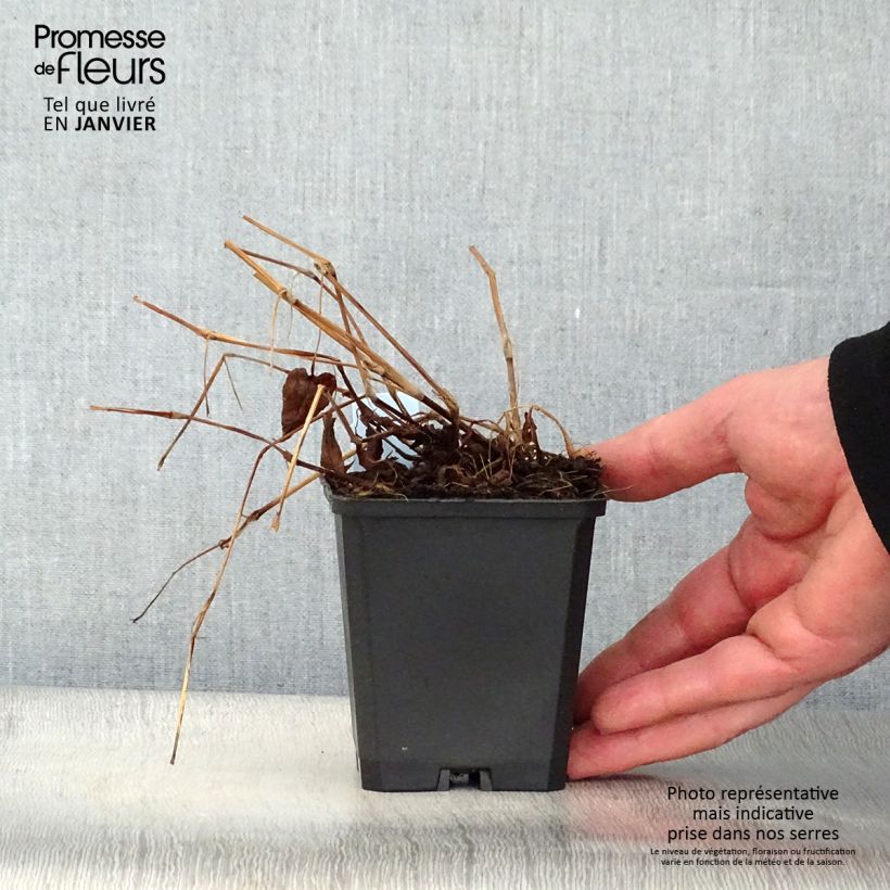 Example of Renouée - Persicaria amplexicaulis Inverleith Kweekpotje van 8/9 cm as you get in hiver