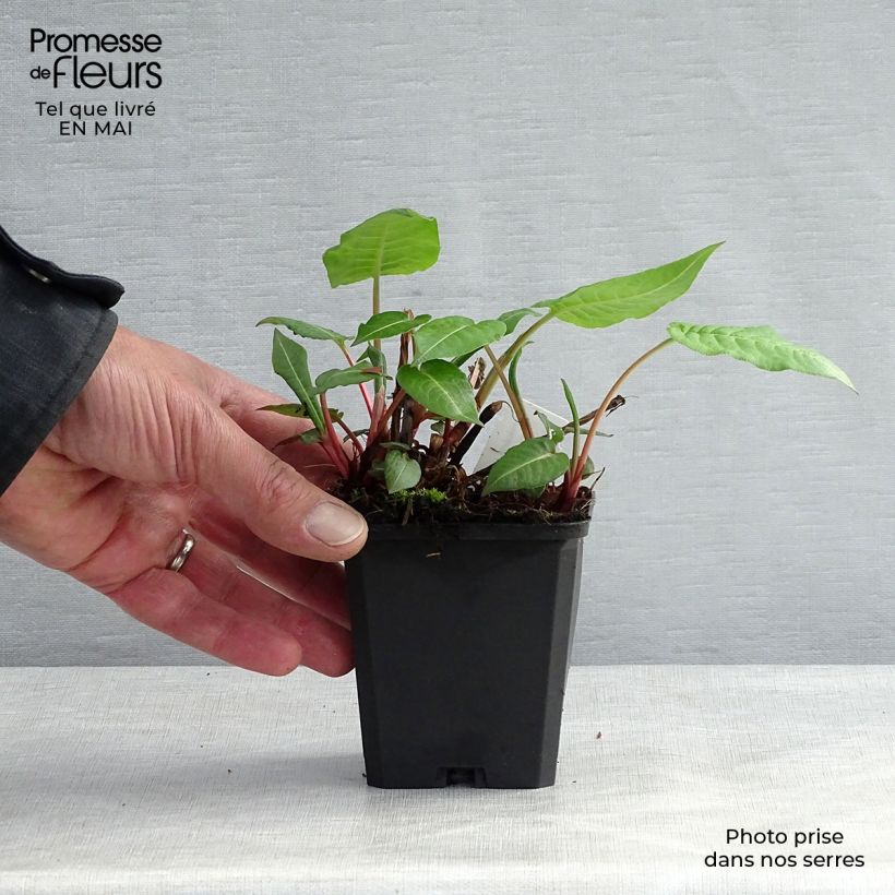 Exemplaar van Persicaria amplexicaulis JS Caliente - Duizendknoop Kweekpotje van 8/9 cm zoals geleverd in de lente