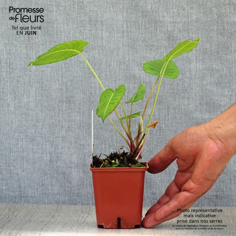 Exemplaar van Persicaria amplexicaulis JS Caliente - Duizendknoop Kweekpotje van 8/9 cm zoals geleverd in de zomer