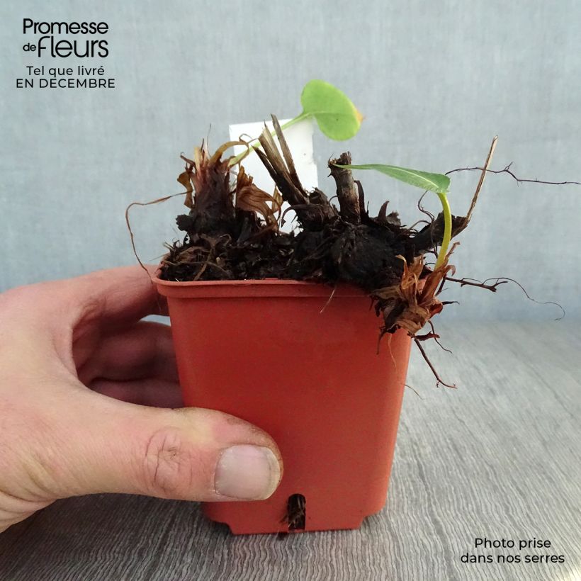 Example of Renouée - Persicaria amplexicaulis JS Caliente Kweekpotje van 8/9 cm as you get in hiver