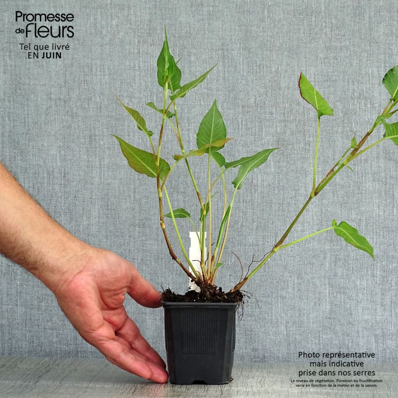 Exemplaar van Persicaria amplexicaulis Orange Field - Duizendknoop Kweekpotje van 7/8 cm zoals geleverd in de zomer