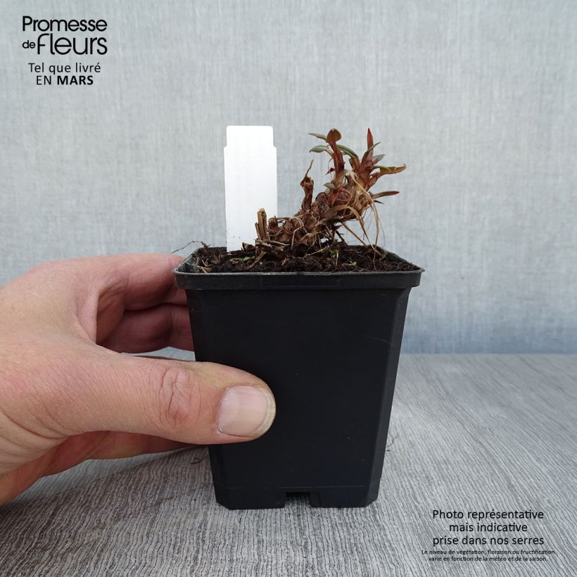 Exemplaar van Persicaria amplexicaulis Orange Field - Duizendknoop Kweekpotje van 7/8 cm zoals geleverd in de lente