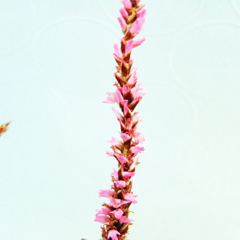 Persicaria amplexicaulis Pink Elephant - Duizendknoop (Flowering)