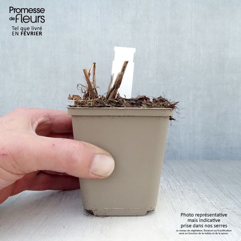 Example of Renouée - Persicaria amplexicaulis Pink Elephant Kweekpotje van 8/9 cm as you get in hiver