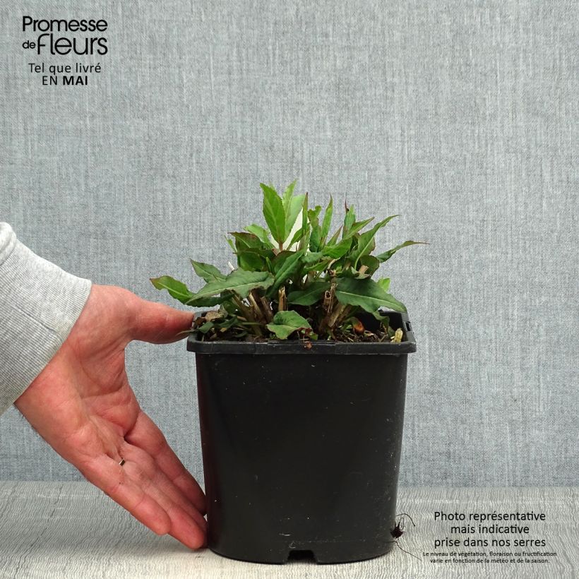 Exemplaar van Persicaria amplexicaulis Pink Elephant - Duizendknoop Pot van 1,5 l/2 l zoals geleverd in de lente