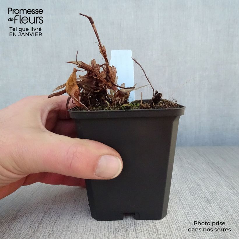 Example of Persicaria amplexicaulis Rosea - Duizendknoop Kweekpotje van 8/9 cm as you get in hiver