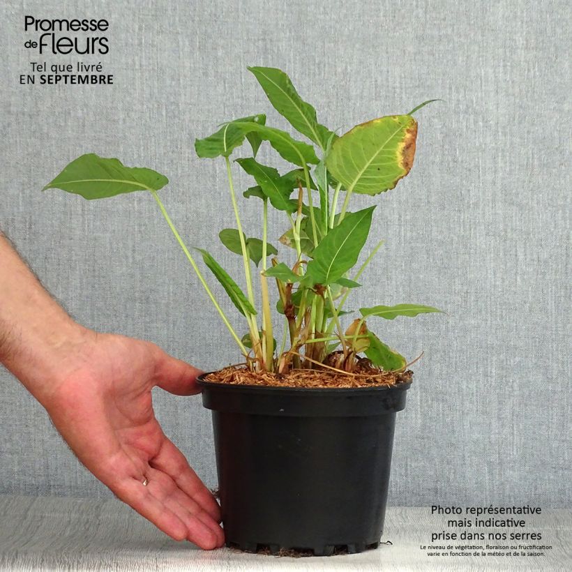 Exemplaar van Persicaria amplexicaulis Rosea - Duizendknoop Pot van 2 l/3 l zoals geleverd in de zomer
