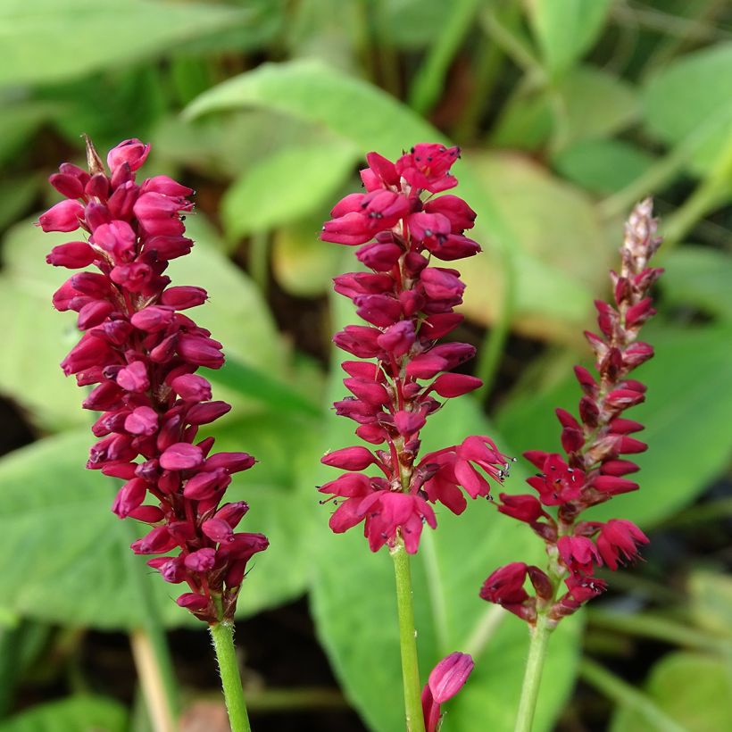 Persicaria amplexicaulis Taurus - Duizendknoop (Flowering)