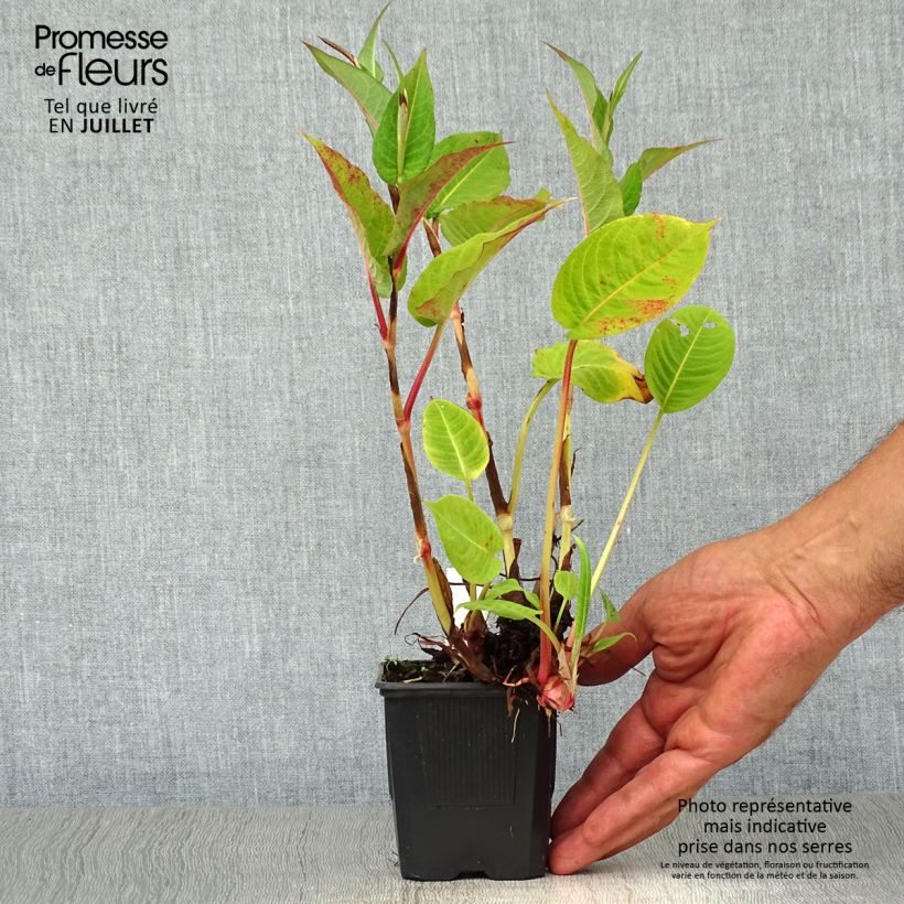 Exemplaar van Persicaria amplexicaulis Taurus - Duizendknoop Kweekpotje van 8/9 cm zoals geleverd in de zomer