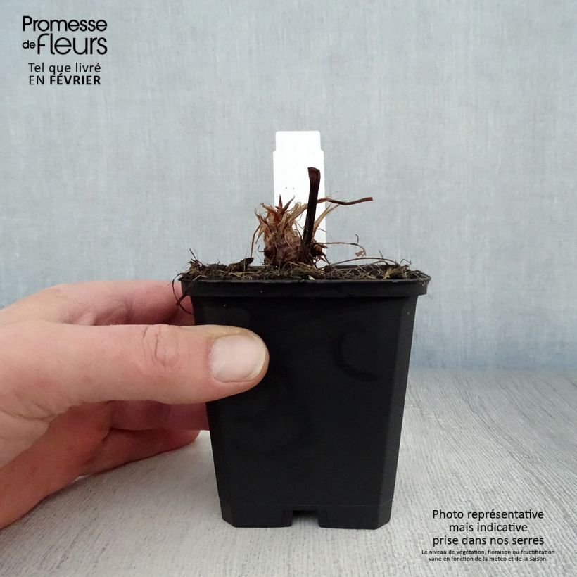 Example of Renouée - Persicaria amplexicaulis Taurus Kweekpotje van 8/9 cm as you get in hiver