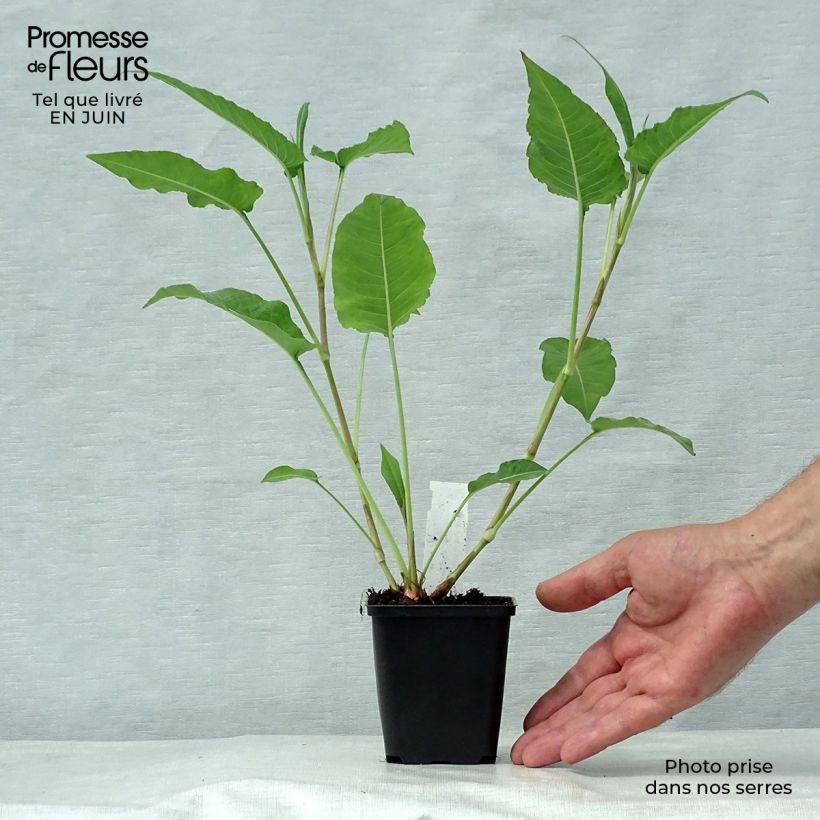 Exemplaar van Persicaria amplexicaulis White Eastfield - Duizendknoop Kweekpotje van 8/9 cm zoals geleverd in de zomer